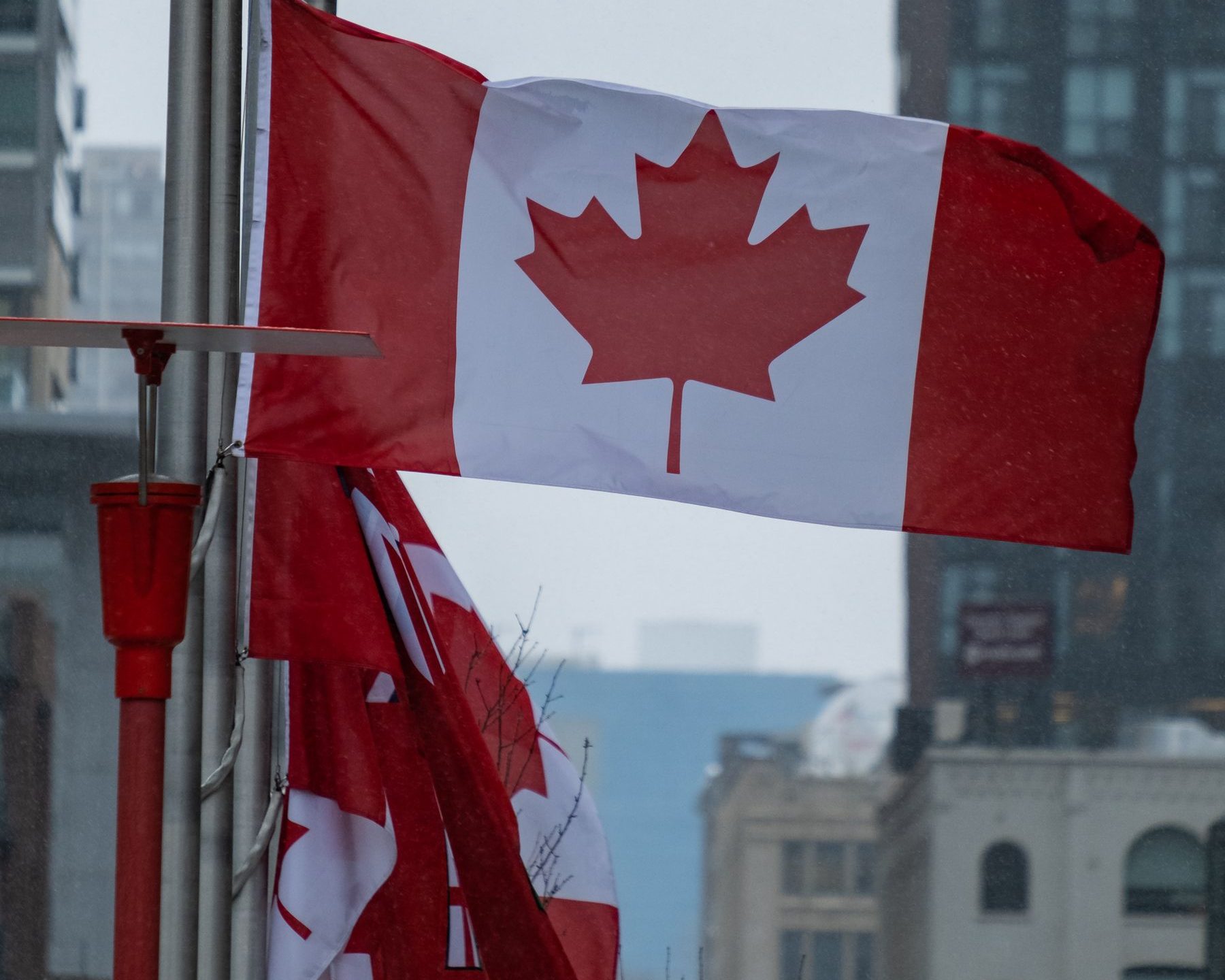 Drapeaux du Canada flottant devant des immeubles modernes en centre-ville